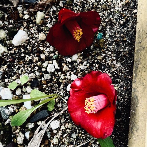 247CCACE-4D05-4D64-9D36-34114E99D8D7