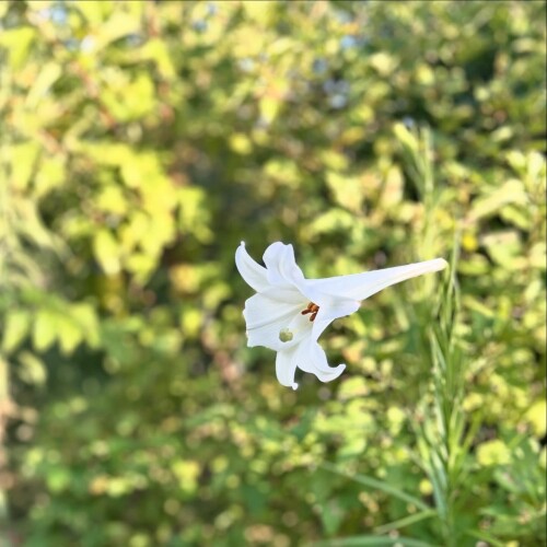 C210D16F-C3CE-441D-BAD8-2C89FCC49B8F