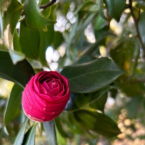 C54FF53D-428B-428A-8CE7-CD3A5BFD9DCE