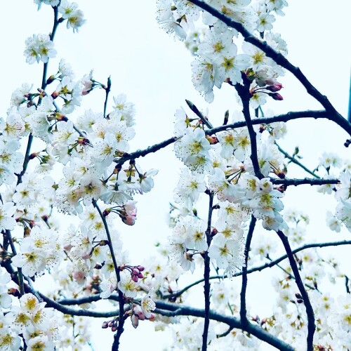 D8CFF11F-1E57-4D73-98BE-3603CA9CDE43