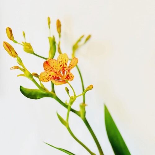 DDDDE5B7-F777-4A32-A795-A3B9DC6C388F