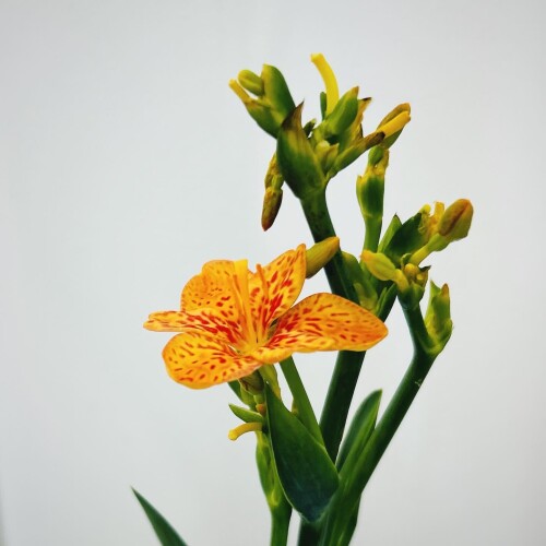 E08A57B9-CD6A-4A77-912C-AE5D4192D34F