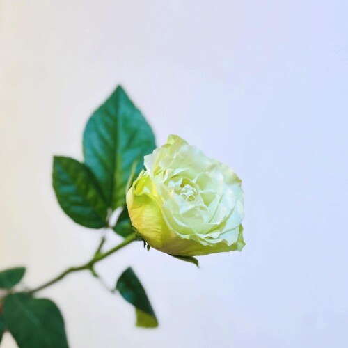 E1BA3F07-05DB-498D-A8A6-DA7CB98558F7